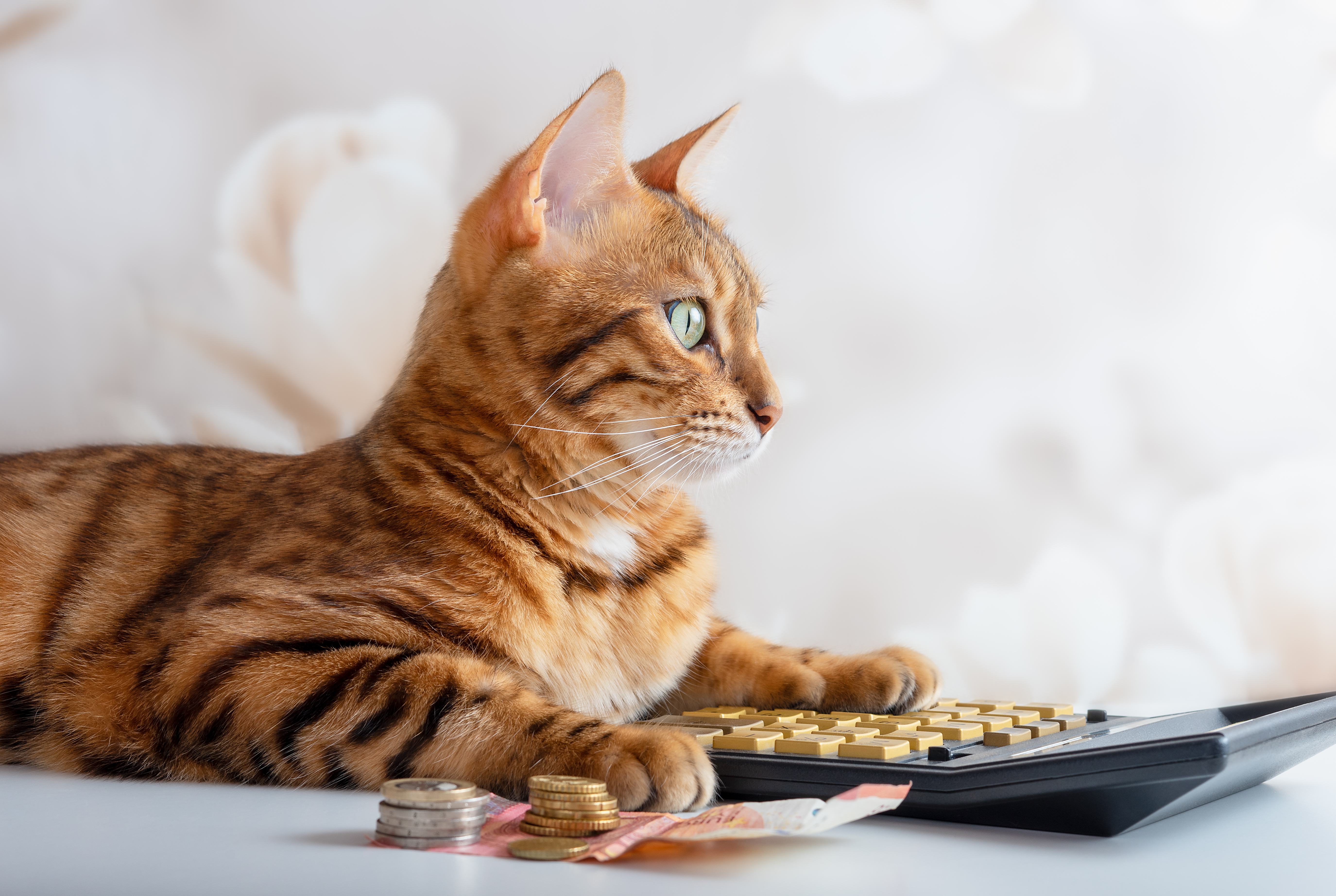 Can a Pet Wellness Plan Really Save You Money?